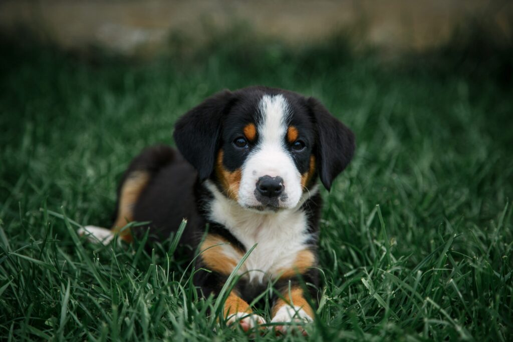 Entlebucher Mountain Dog: Facts for Future Owners-WildCreaturey