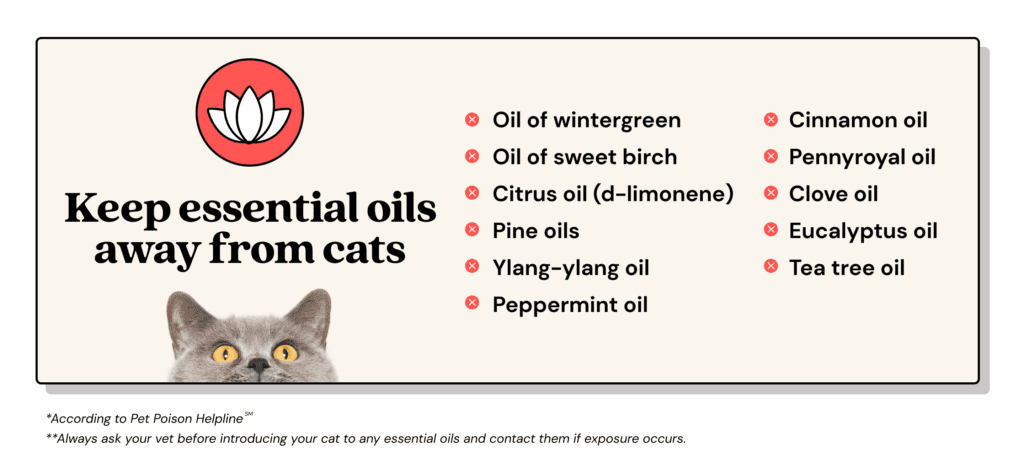 Essential Oils: A Scented Threat for Cats
