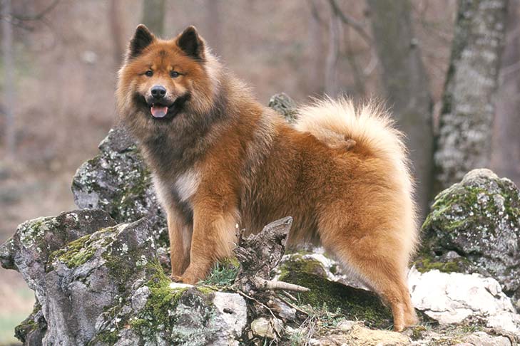 Eurasier: Dog Breed Characteristics & Care-WildCreaturey