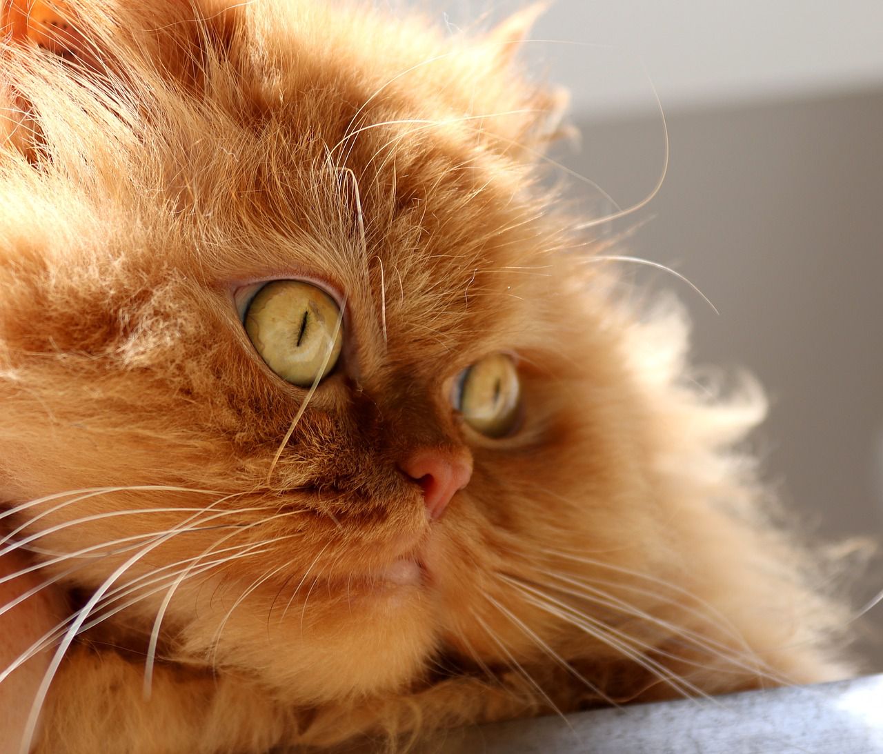 Ever Wondered if Cats Sweat? Find Out Here!