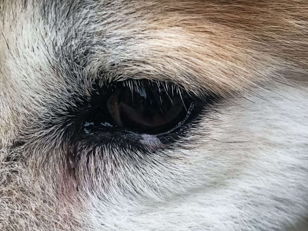 Eye Boogers in Dogs-WildCreaturey