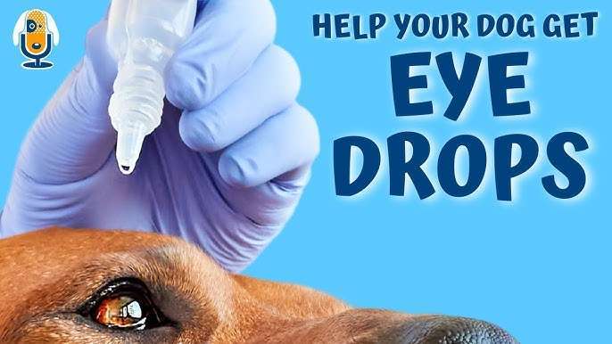 Eye Drops For Dogs: Tips For Giving Your Dog Vital Medication-WildCreaturey
