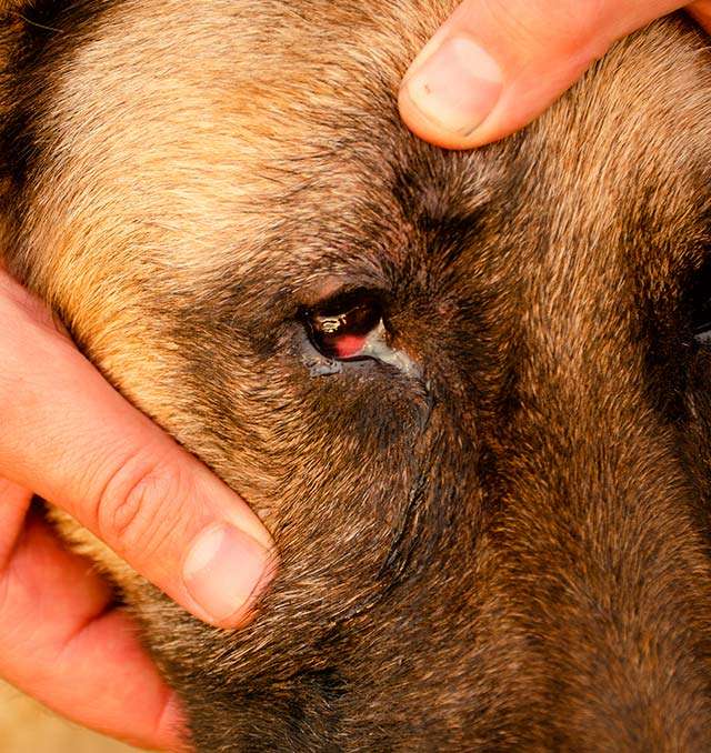 Eye Injuries in Dogs-WildCreaturey