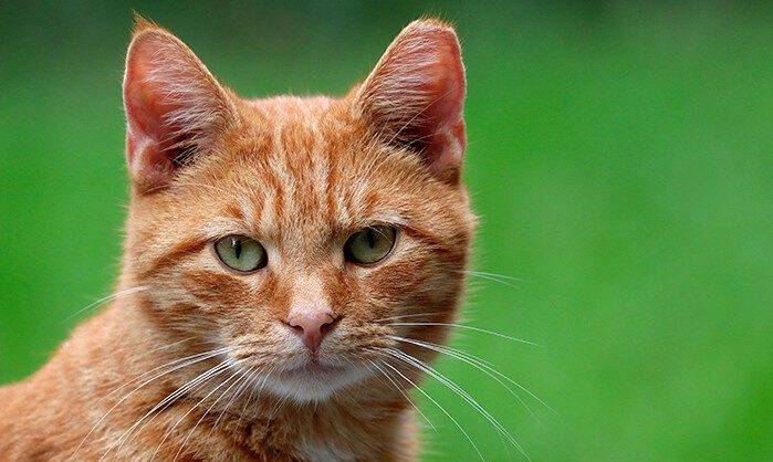 Home Feline: What Exactly Is a Domestic Cat?