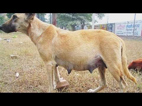 False Pregnancy in Dogs-WildCreaturey