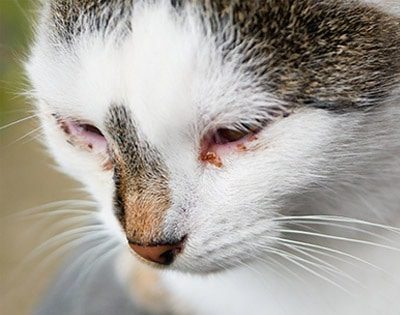 Feline Calicivirus: A Cat Health Alert