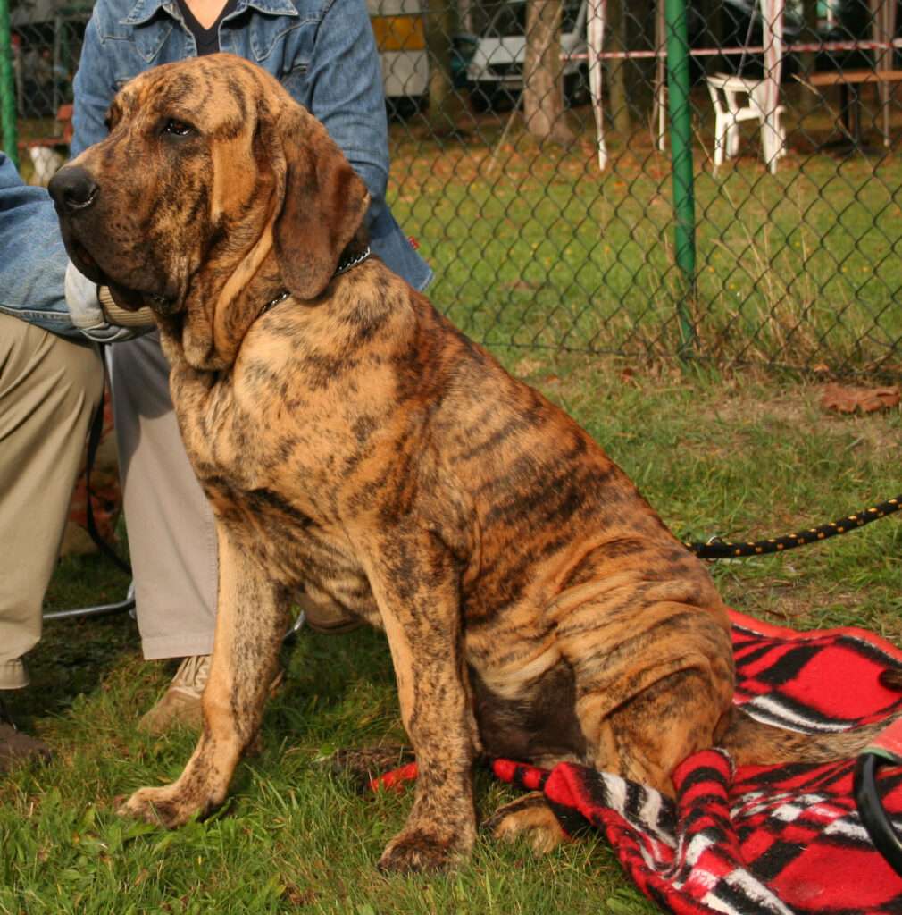 Fila Brasileiro (Brazilian Mastiff): Dog Breed Characteristics & Care-WildCreaturey