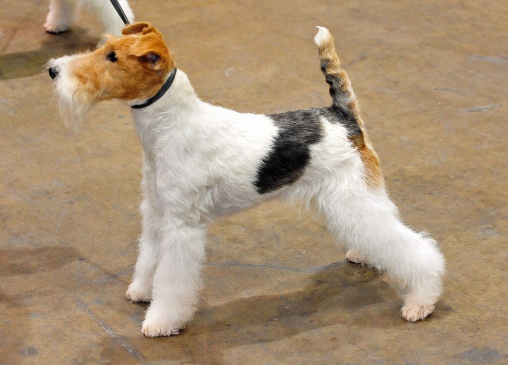 Fox Terrier: Dog Breed Characteristics & Care-WildCreaturey