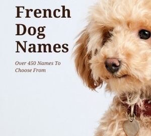 French Dog Names-WildCreaturey