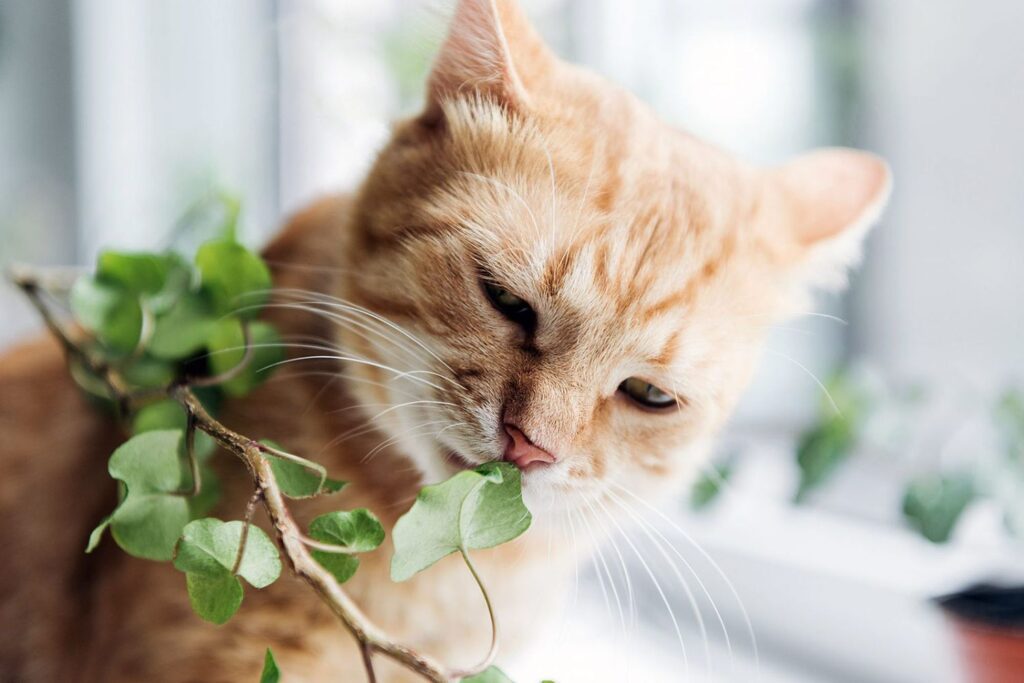 Garden Plants Your Cat Should Steer Clear Of