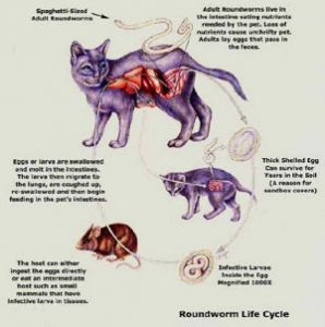 Giardiasis: The Unwanted Cat Guest and How to Deal With It