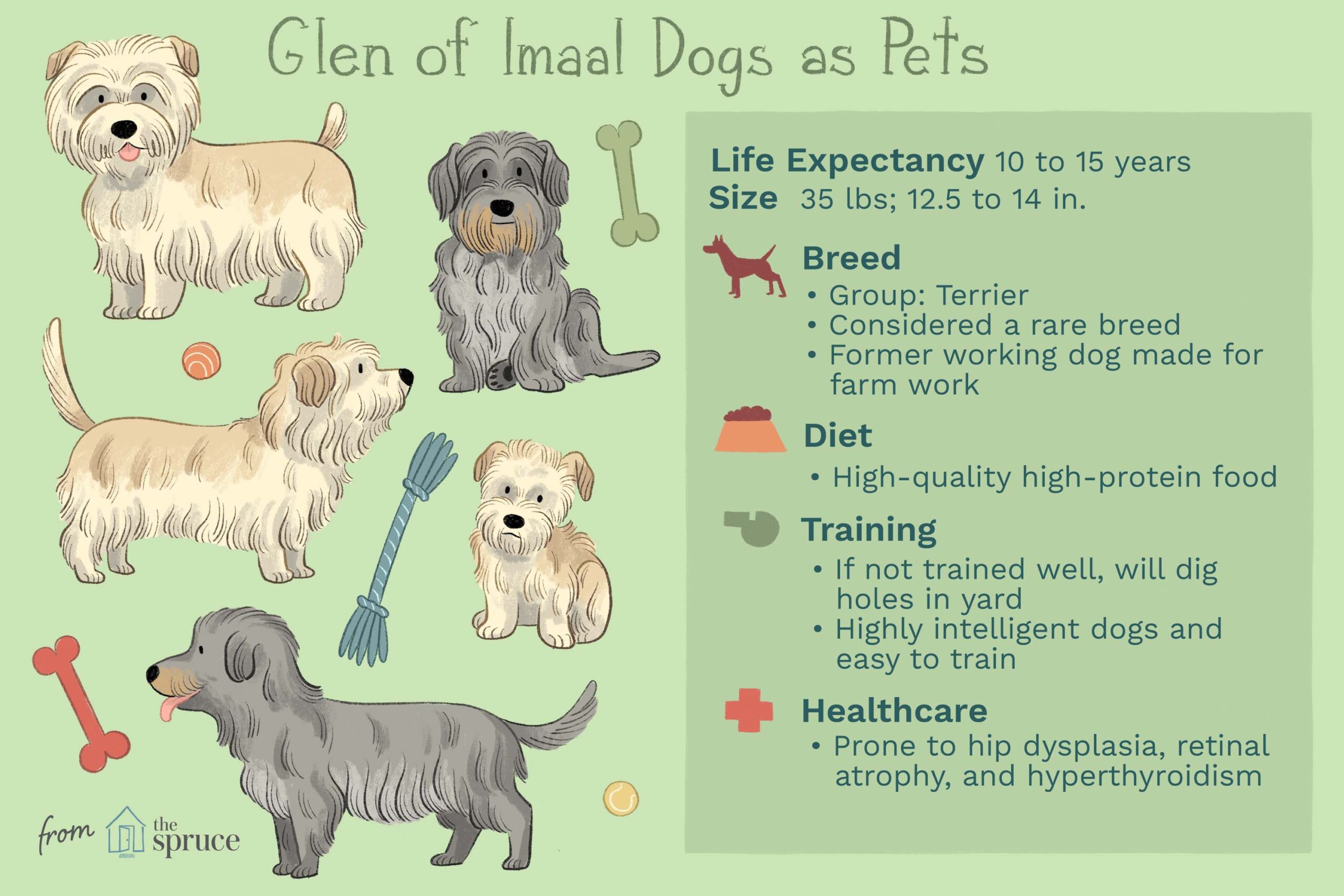 Glen of Imaal Terrier: Dog Breed Characteristics & Care-WildCreaturey