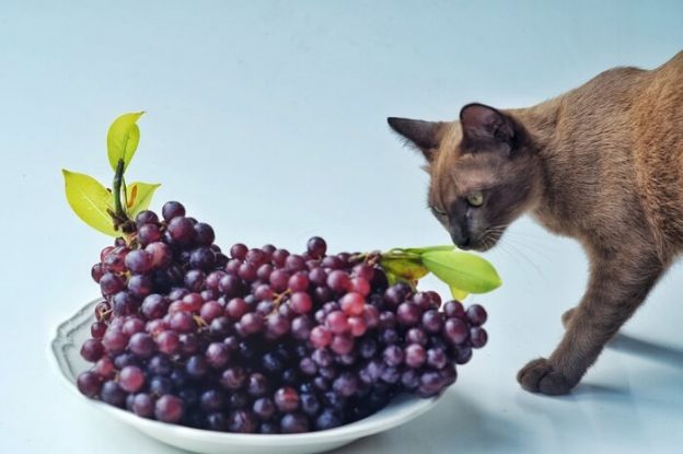 Grapes: A Tasty Treat or Trouble for Cats