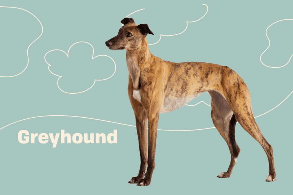 Greyhound: Dog Breed Characteristics & Care-WildCreaturey