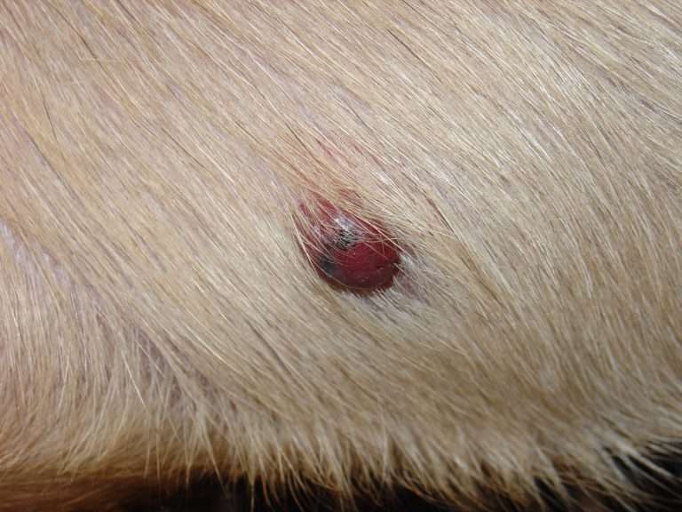 Hemangiosarcoma in Dogs-WildCreaturey