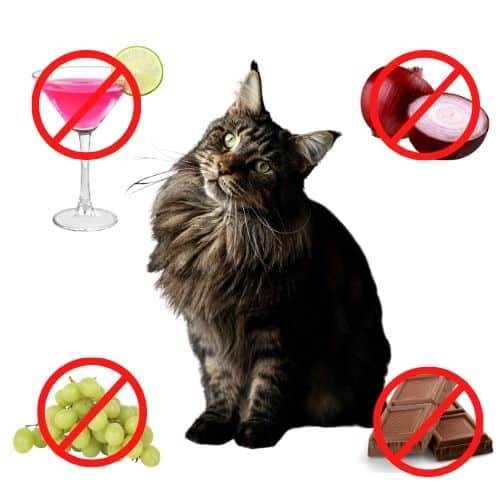 Hidden Dangers: Unsafe Substances for Cats