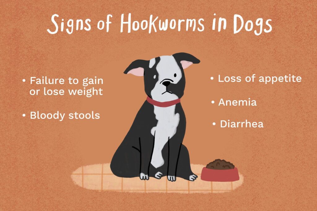 Hookworms in Puppies-WildCreaturey