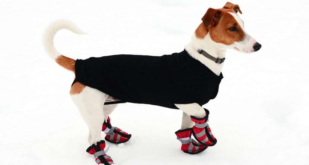 How To Train Your Pup To Wear Dog Boots-WildCreaturey
