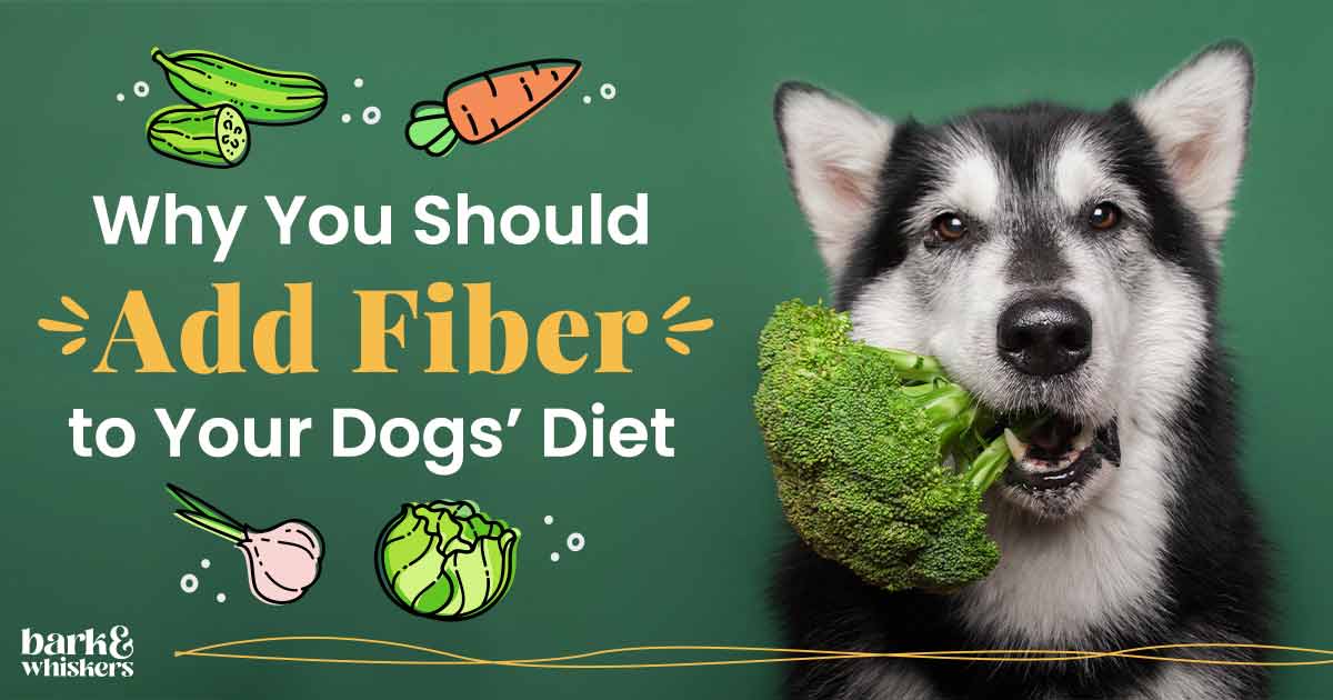 How to Add Fiber to Your Dogs Diet-WildCreaturey