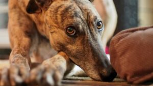 How to Adopt Retired Racing Greyhounds-WildCreaturey