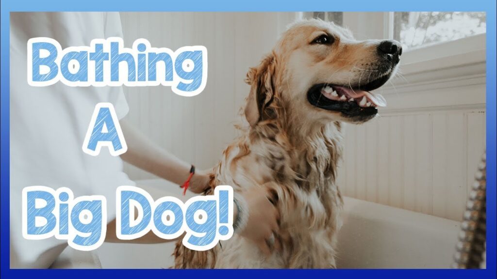 How to Bathe Your Dog-WildCreaturey