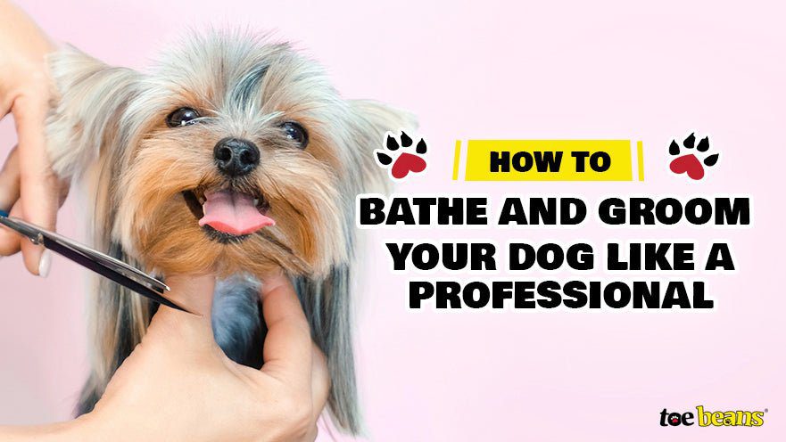 How to Bathe and Groom Your Puppy-WildCreaturey