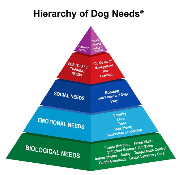How to Care for Your Dog's Basic Needs-WildCreaturey