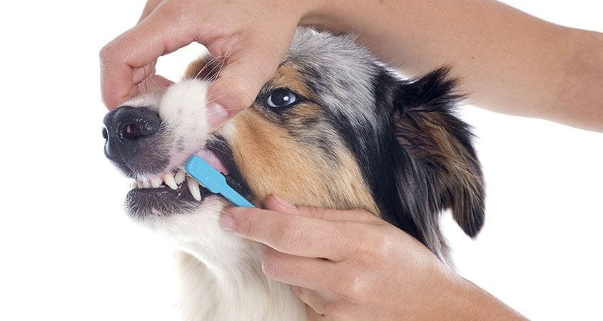 How to Care for Your Dog's Teeth-WildCreaturey