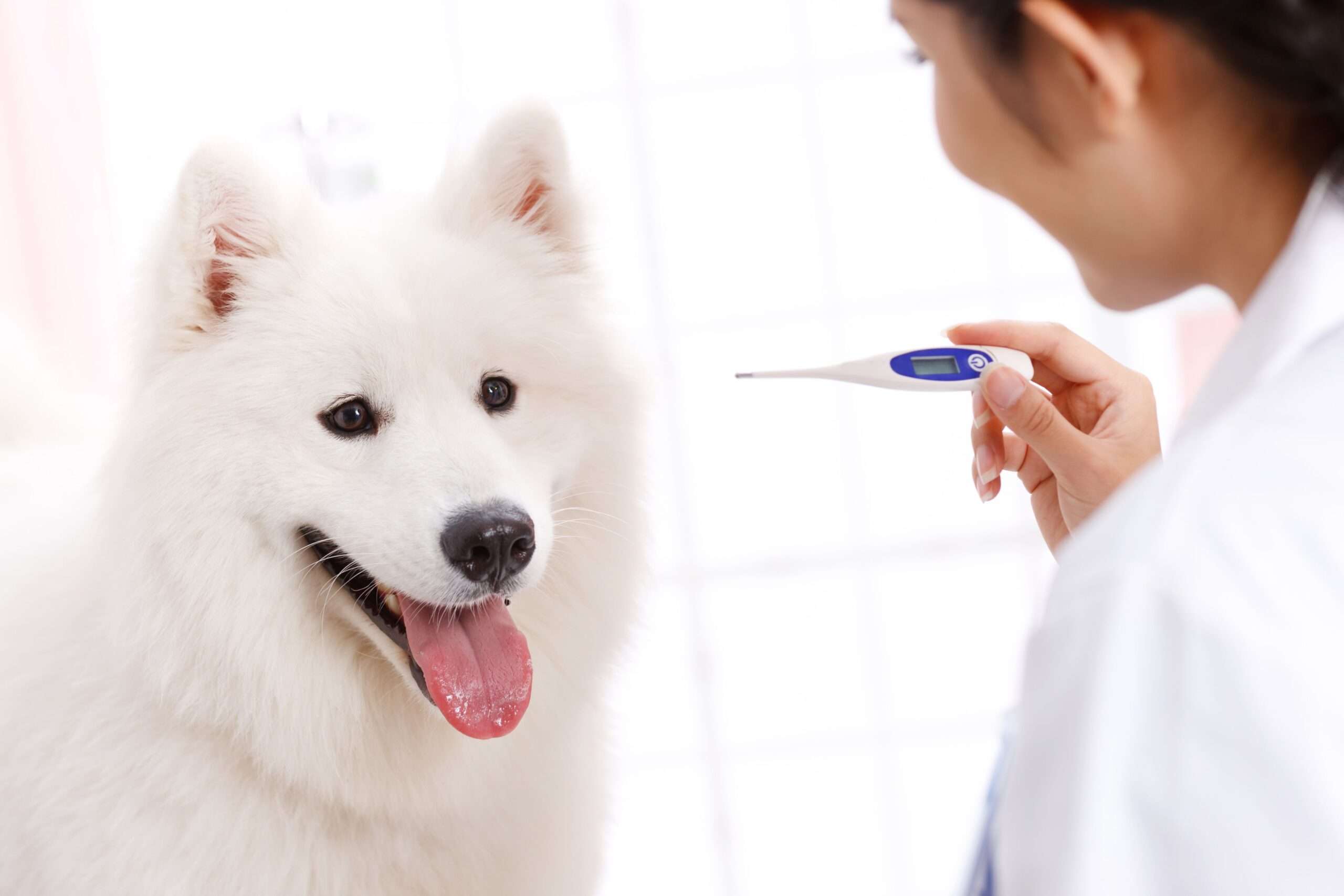 How to Check Your Dogs Body Temperature-WildCreaturey
