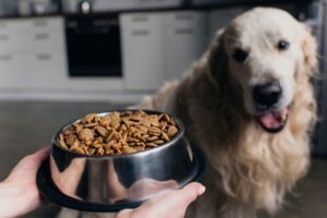 How to Choose the Right Dog Food-WildCreaturey