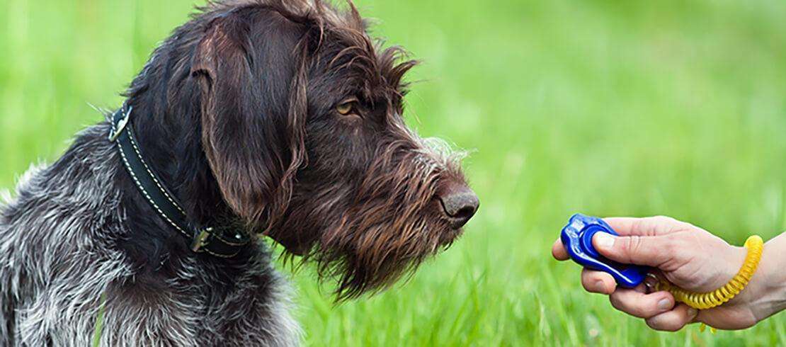 How to Clicker Train Your Dog-WildCreaturey