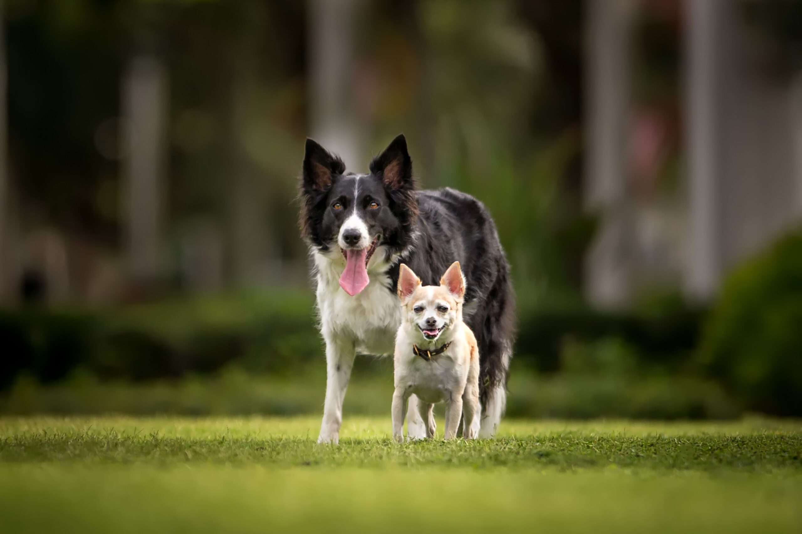 How to Determine Compatibility of a Second Dog-WildCreaturey