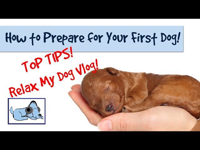 How to Get Your First Dog-WildCreaturey