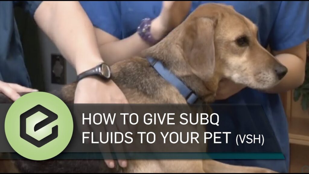 How to Give Fluids to Your Puppy at Home-WildCreaturey