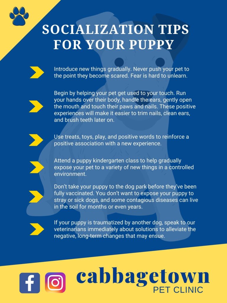 How to Socialize Your Dog or Puppy-WildCreaturey