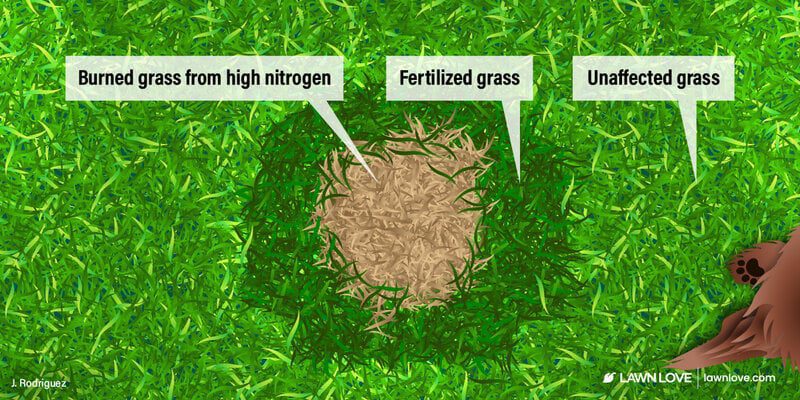 How to Stop Dog Urine From Damaging Your Grass-WildCreaturey