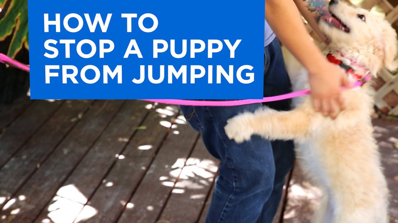 How to Stop Puppies From Jumping on People-WildCreaturey