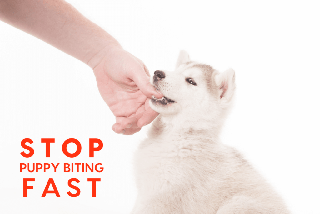 How to Stop Your Dog From Biting-WildCreaturey