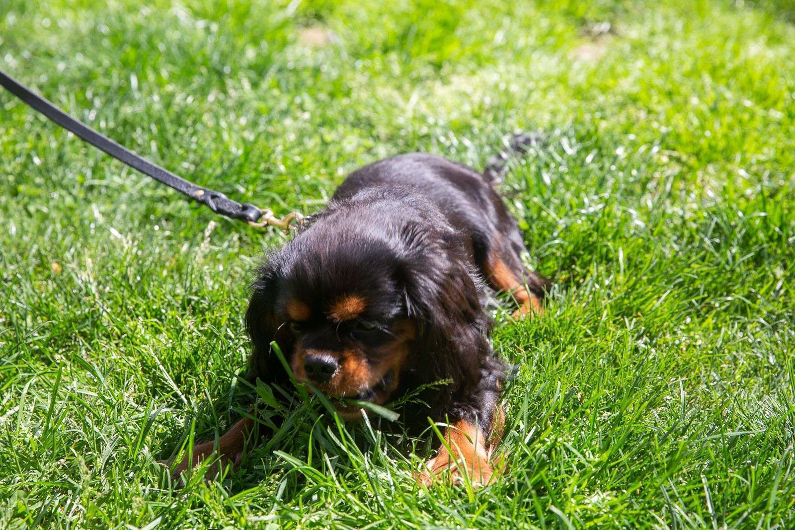 How to Stop Your Dog From Eating Grass-WildCreaturey