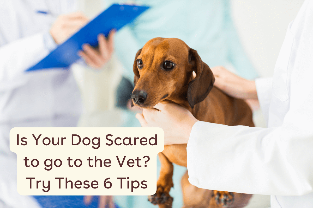 How to Stop Your Dog From Fearing the Veterinarian-WildCreaturey