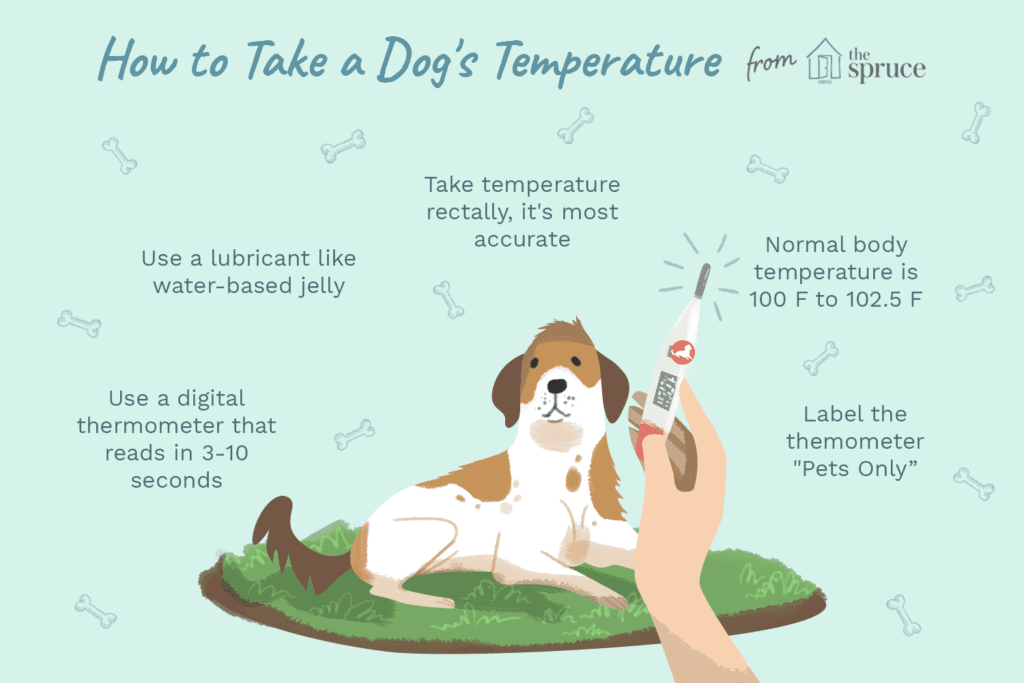 How to Take Your Puppy's Temperature-WildCreaturey