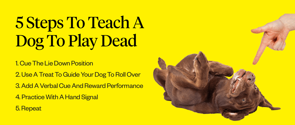 How to Teach Your Dog to Play Dead in 4 Steps-WildCreaturey
