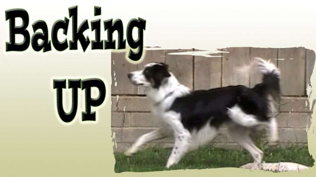 How to Train Your Dog to Back Up-WildCreaturey