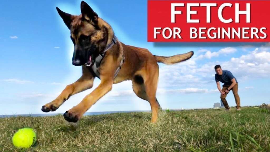 How to Train Your Dog to Fetch-WildCreaturey