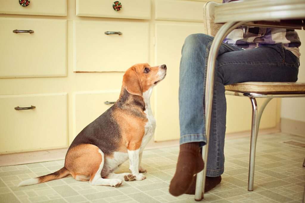 How to Train Your Dog to Stop Begging-WildCreaturey
