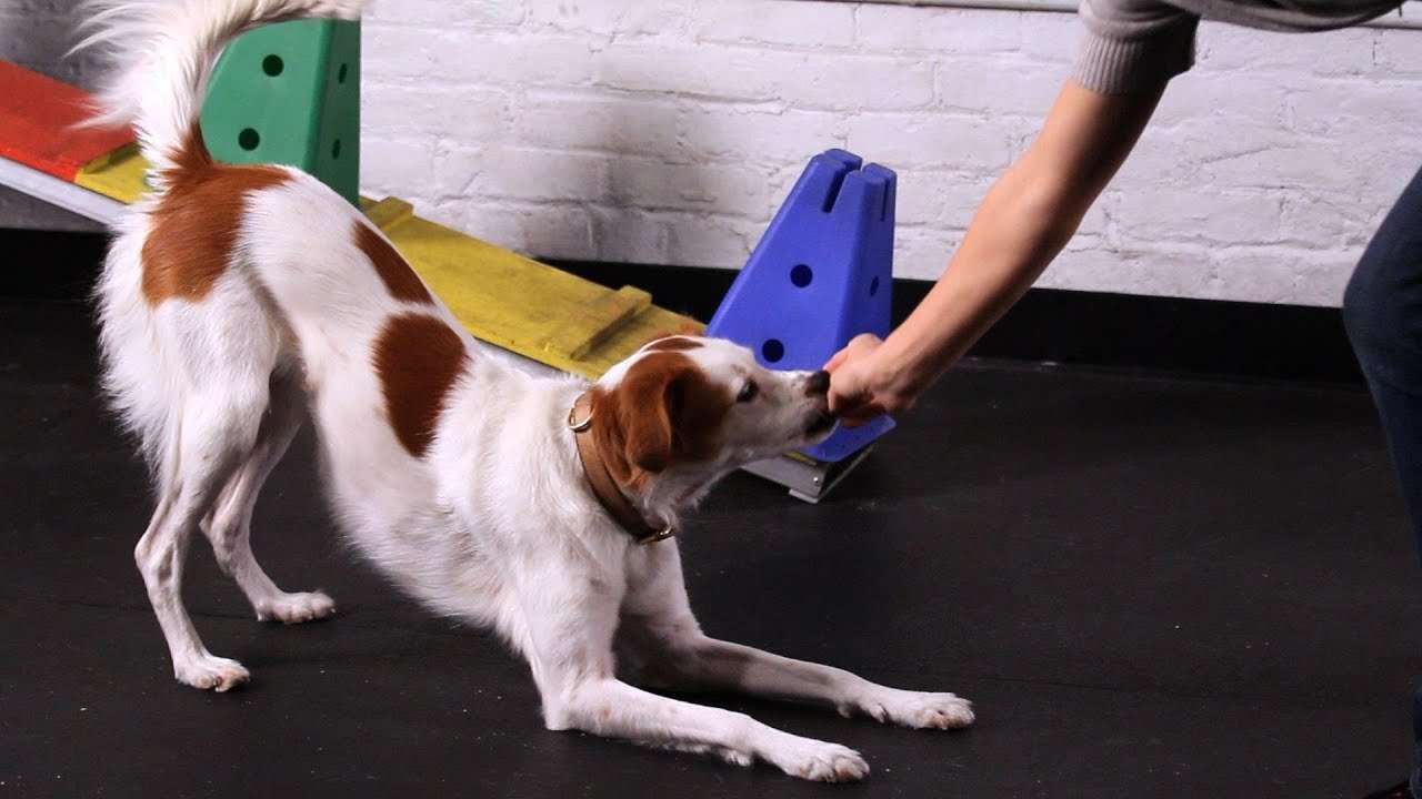 How to Train Your Dog to Take a Bow-WildCreaturey