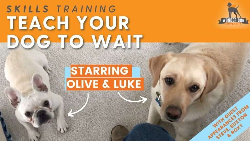 How to Train Your Dog to Wait-WildCreaturey