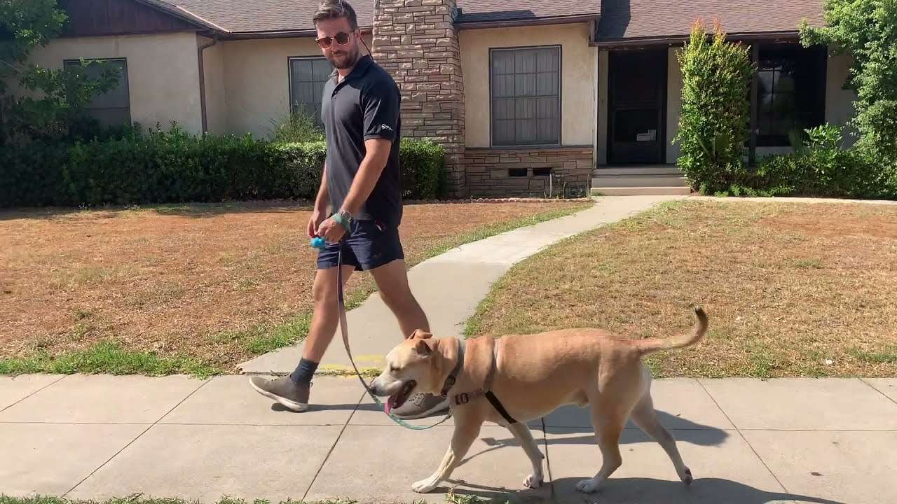 How to Train Your Dog to Walk on a Loose Leash-WildCreaturey