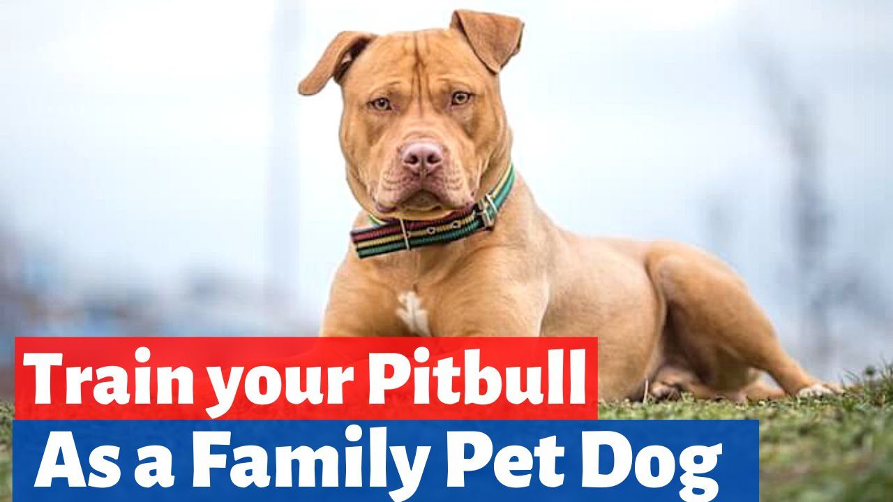How to Train Your Pit Bull Dog to Be a Good Family Pet-WildCreaturey