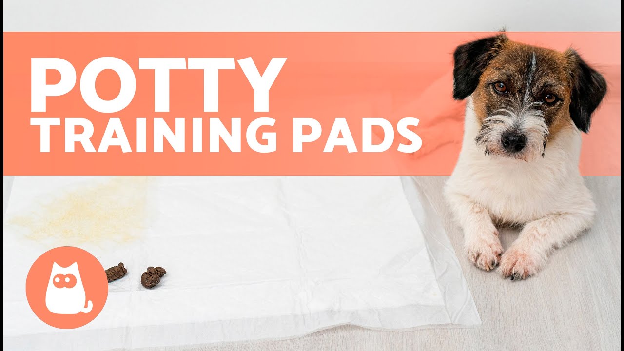 How to Train Your Puppy to Go on Potty Pads-WildCreaturey